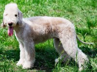 Bedlington Terrier thumbnail